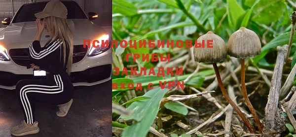прущие грибы Бородино